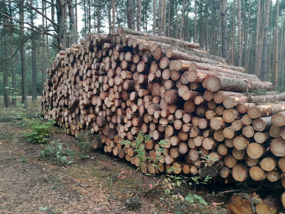 Drewno drzewo opałowe sosna