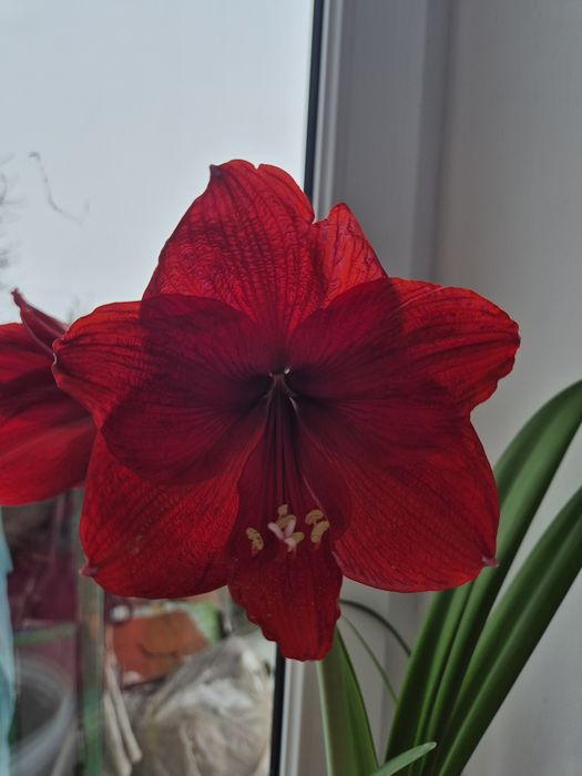 Продам Амариліси,амарилис