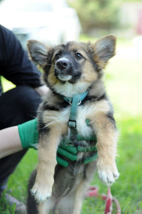 Чудесная небольшая собачка ищет дом