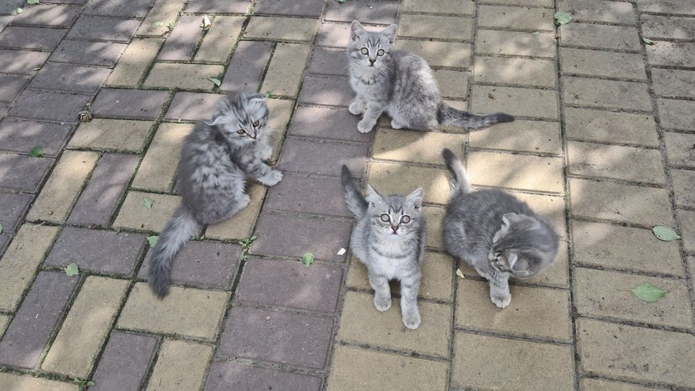 2,5 місяці. Шотландці. Кошенята