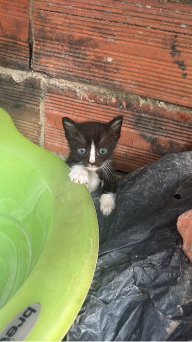 Dou gatos machos