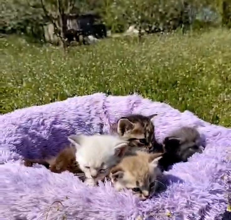Котята ищут дом .