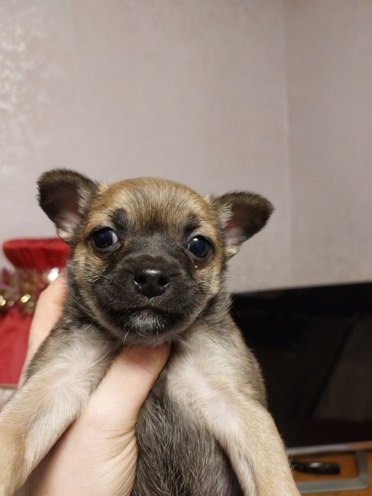 Продажа щенков чихуа