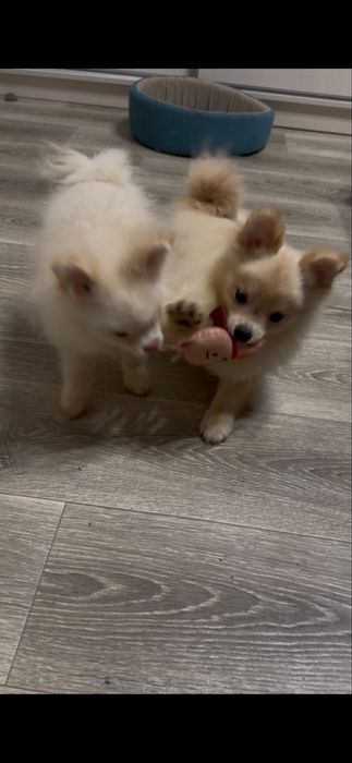 Два хлопчика від різних мамочек.