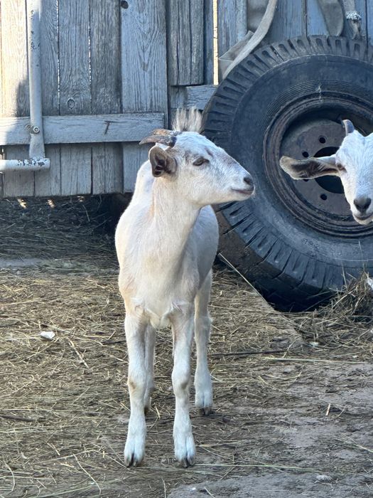 Козлята англонубійська порода ЗАЛИШИЛАСЬ 1 кізка!!!