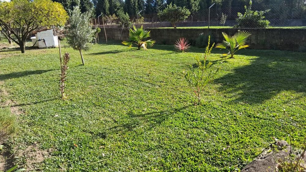 Serviços de Jardinagem
Construção e Manutenção de jardins
Poda/Abate
V