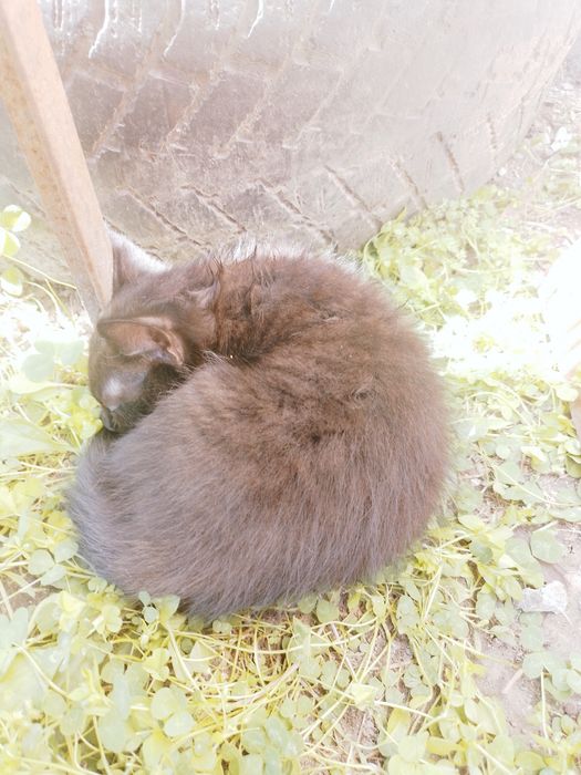 Отдам котят в добрые руки