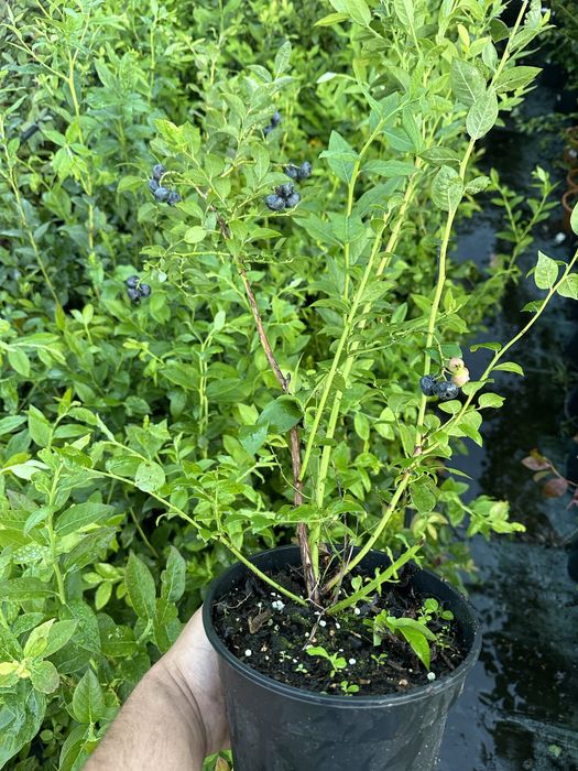 Лохина. 2 річна. Була з плодами