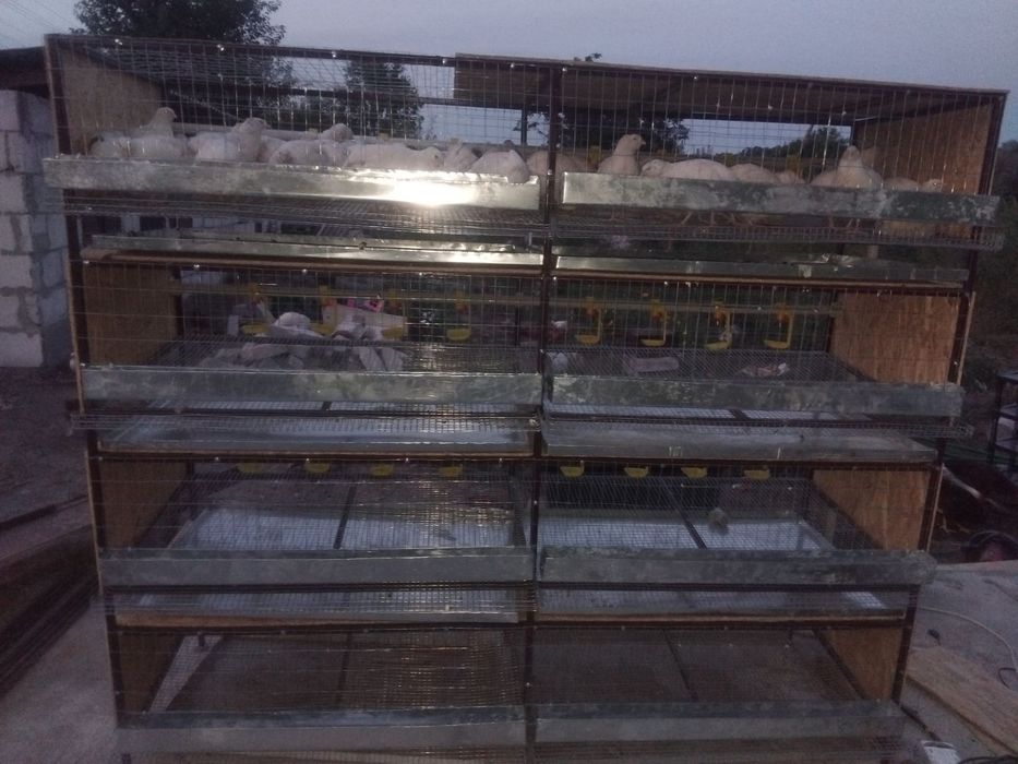 Клітки для перепілок, курей