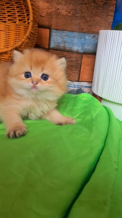 Супер малышата MILASHKI_KITTENS.  Ручные котята золотая шиншилла.