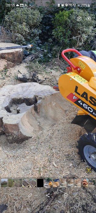 Frezowanie pni usuwanie korzeni wycinka i pielęgnacja drzew