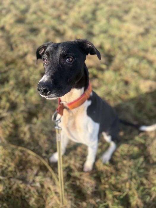 Mix charta z amstaffem Boczek do adopcji