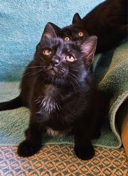 Gatinhos bébes para doação