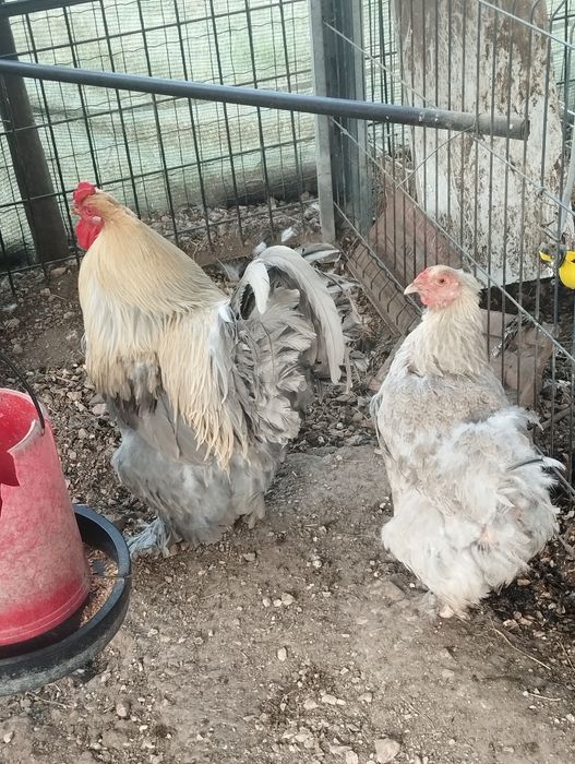 Casal Brahma Isabela