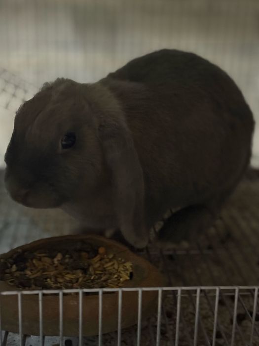 Vendo Coelhos belier