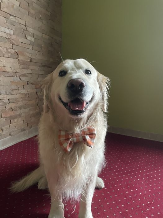 Золотистый ретривер вязка