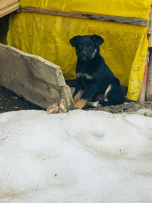 Віддам цуценя в добрі руки