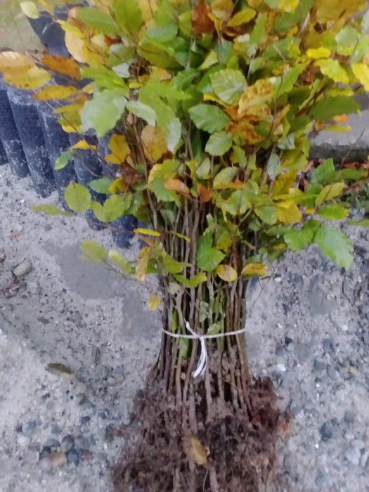 Sadzonki buka, graba ,świerka,olchy, modrzewia,lipy,jawora,jodły