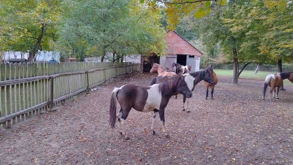 Źrebaki rasy huculskiej