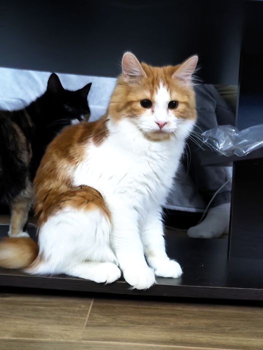 Miniaturowy ryś. Kurylski bobtail kot z ogonem pomponem.