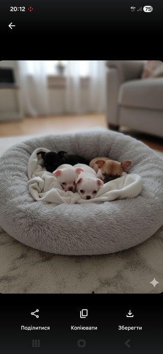 Кмітливі малюки чихуахуа