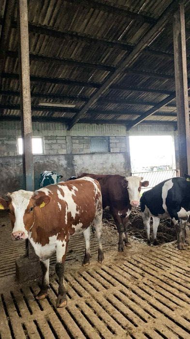 Jałówka cielna 1 szt