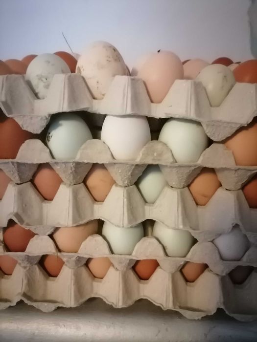 Jajka kur Wiejskich Eko