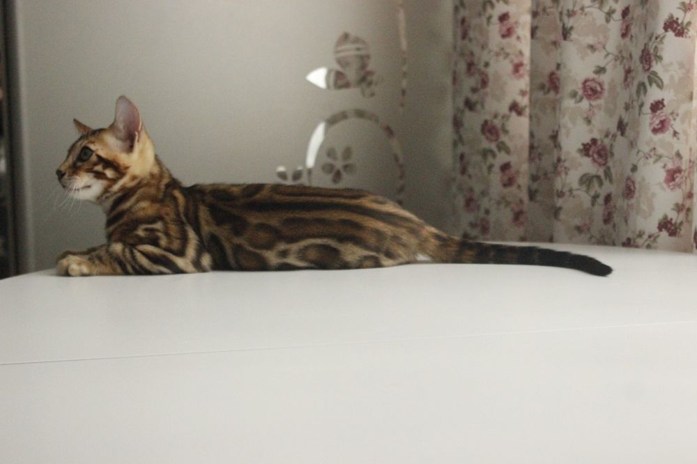 Бенгальські кошенята