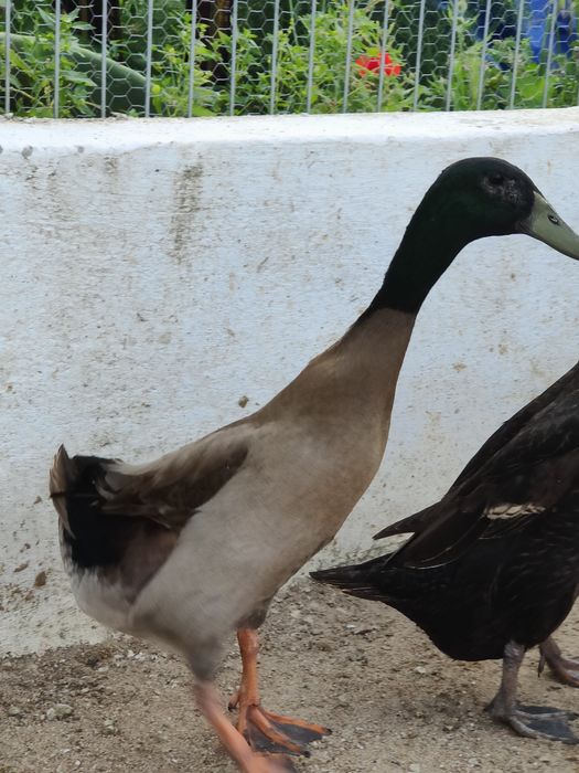 Pato corredor Indiano macho