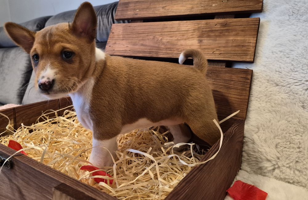 Suczka  rasy Basenji