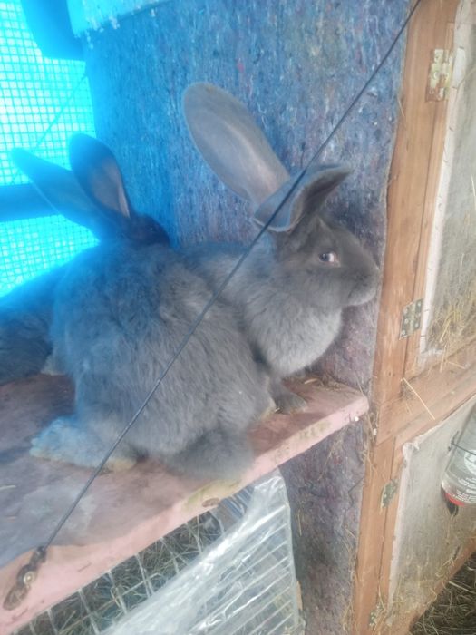 Olbrzym belgijski niebieski