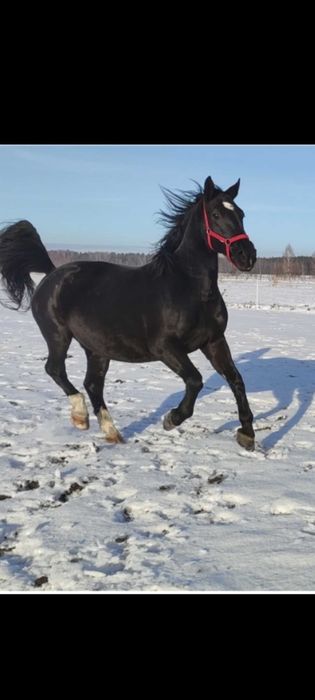 Klacz Śląska program