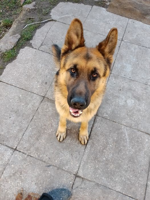 Кобель німецької вівчарки для в'язки.