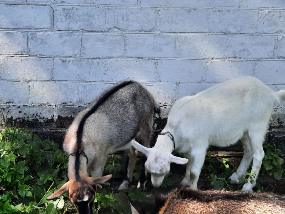 Продам  4 - місячних кізочок