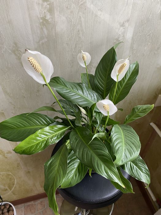 Спатіфілум вічноквітучий вазон