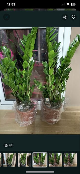 Заміокулькас висота   1  м  На подарок