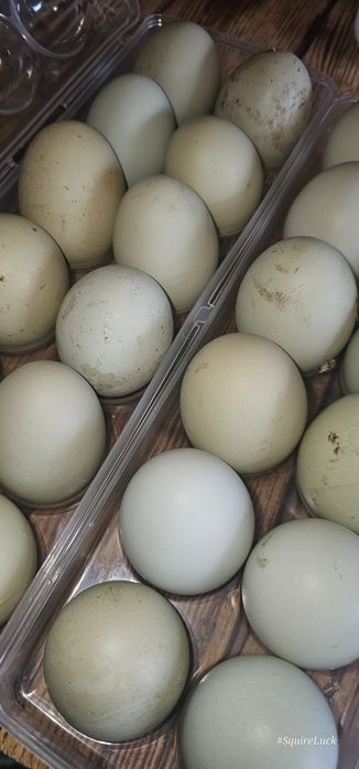 Jajka legowe zielononóżki