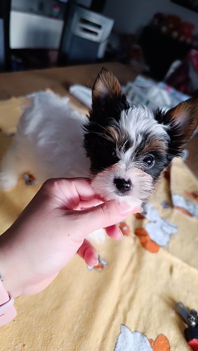 Biewer Yorkshire Terrier ZKwP/FCI
