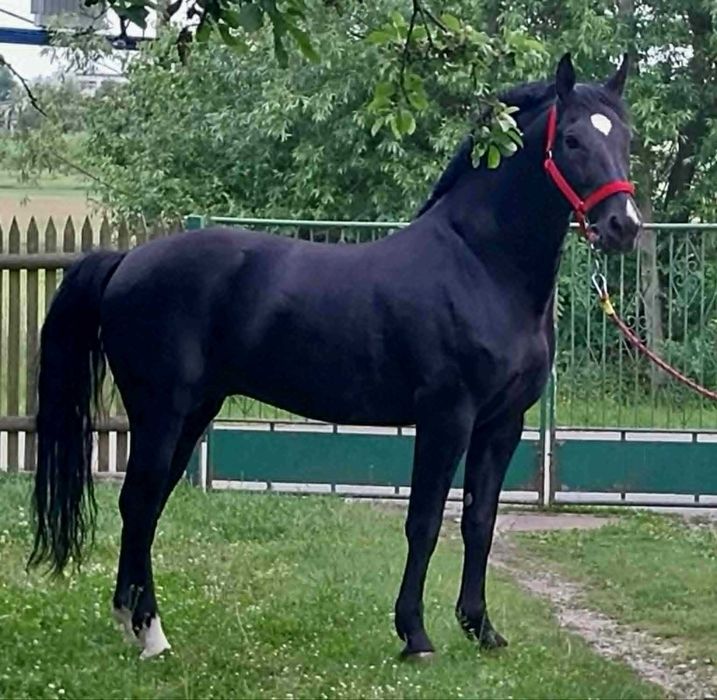 Ogier Śląski 6 lat kary