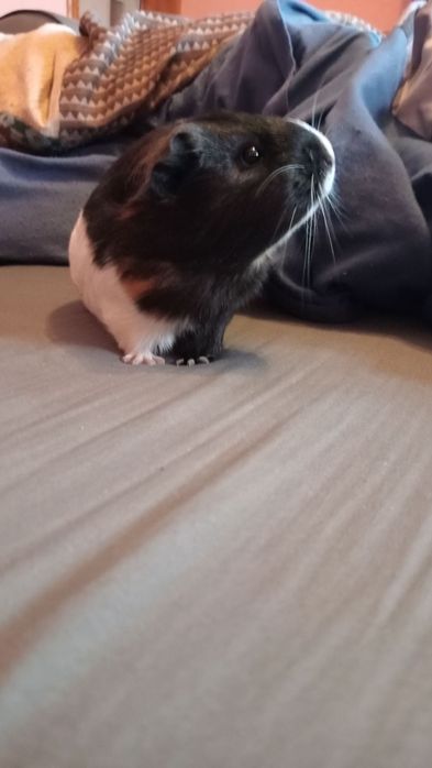 Sprzedam Świnkę Morską