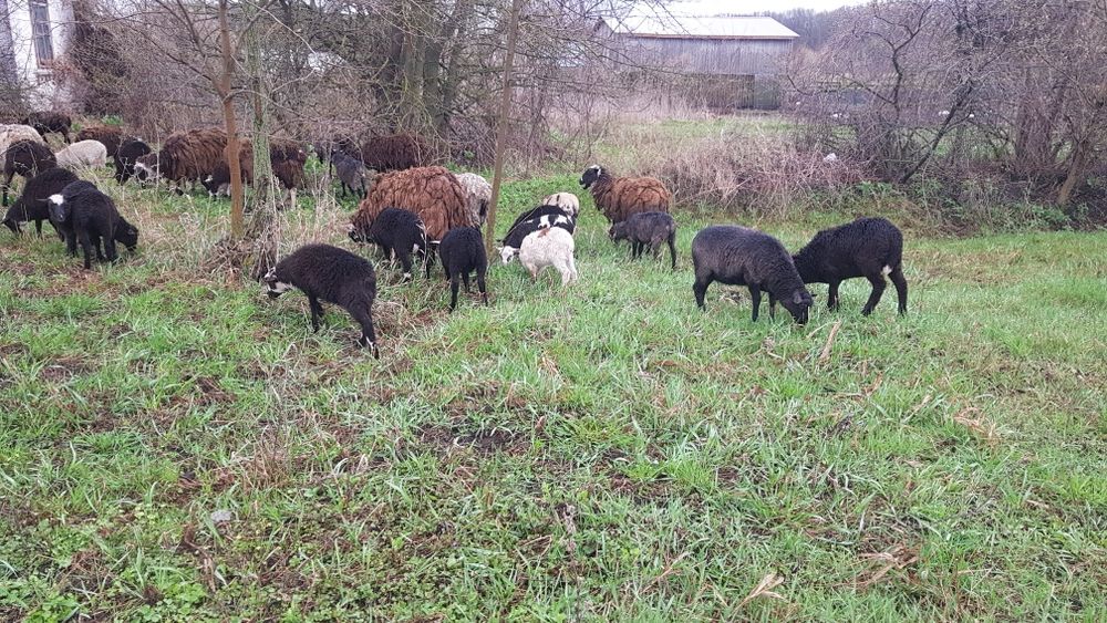 Продаю ягнят 2-3мicяцi