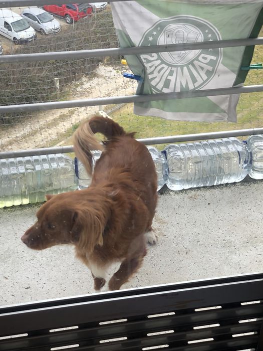 Cão para adoção srd