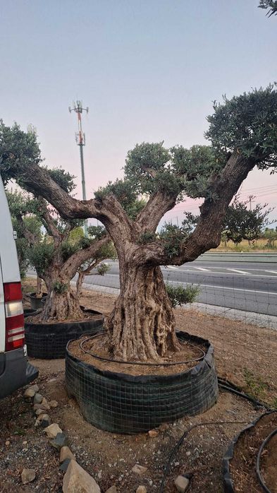 Jardim das Oliveiras
