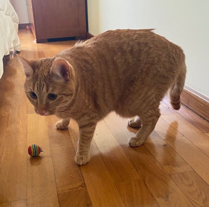 Da se gatinha meiguinha Mel