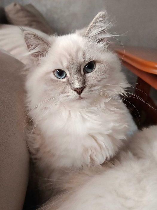 Koteczka Neva Masquerade