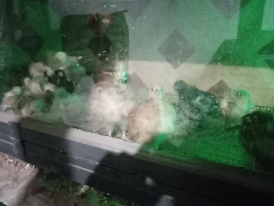 Продам курчата голошийки