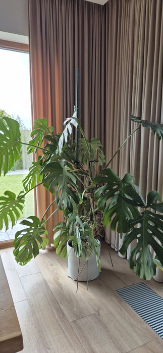 Monstera Sprzedam