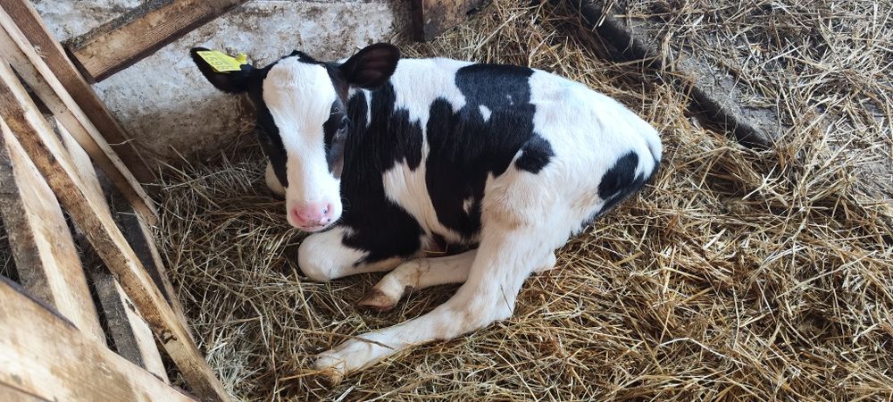 Продам 7-14-21-30 дневных бычков