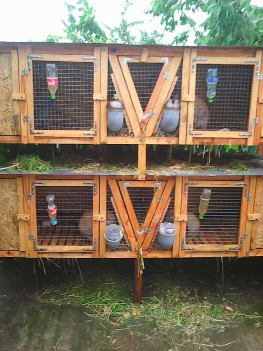 Бельгійський велетень 200 грн/кг живої ваги