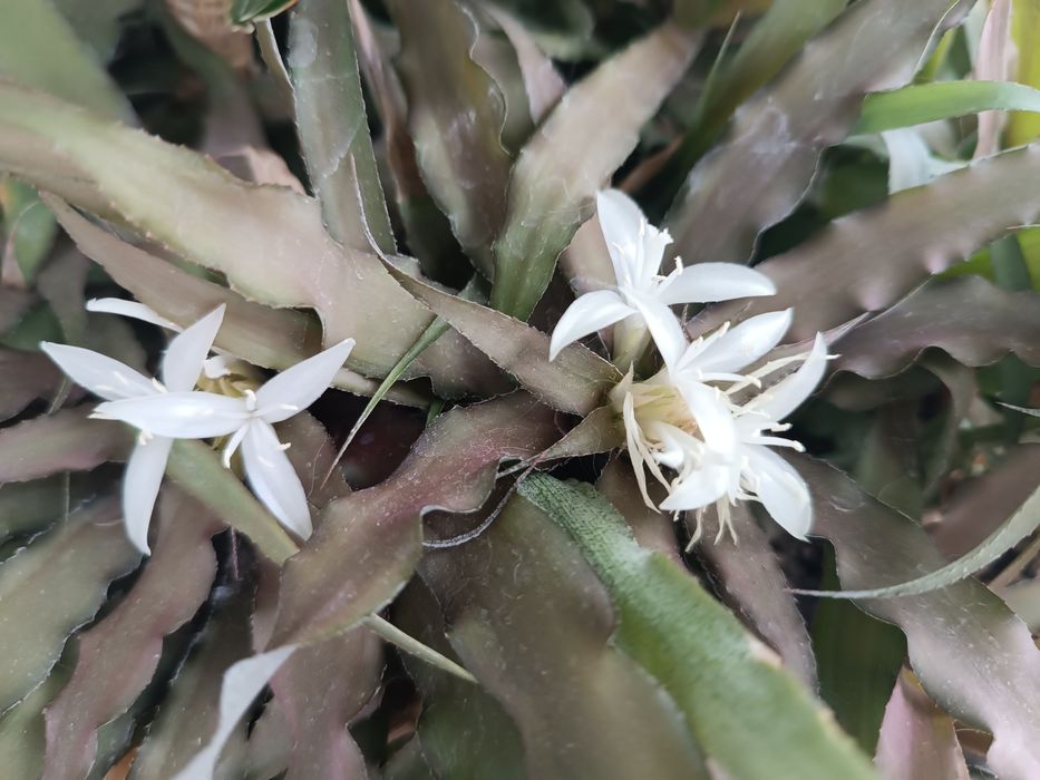 Криптантус бромелиевые